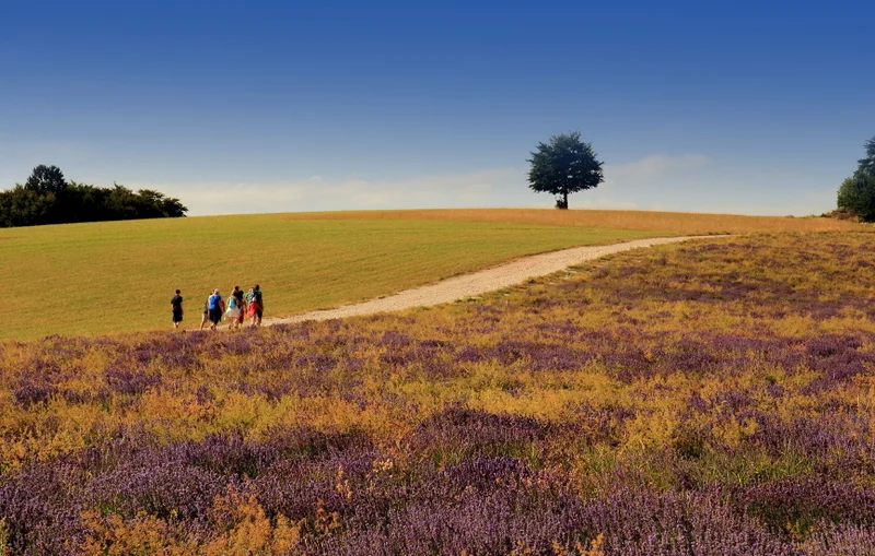 Randonnée Tour des Vignes · Niozelles