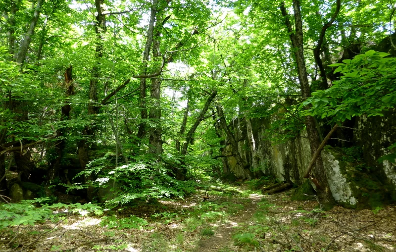 Randonnée Baume Longe · Annot