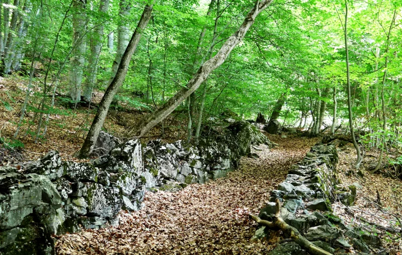 Randonnée Forêt de Pontis · Pontis
