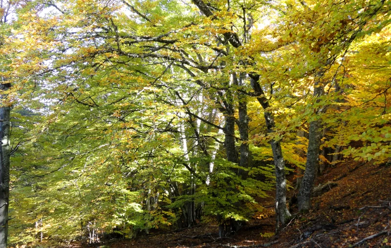 Randonnée Bois de Gierre · Turriers