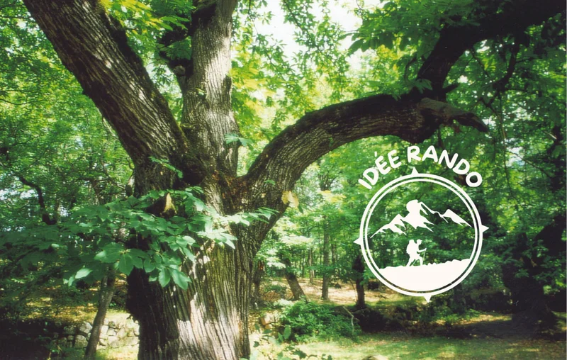Randonnée Sentier découverte de la châtaigne · Braux