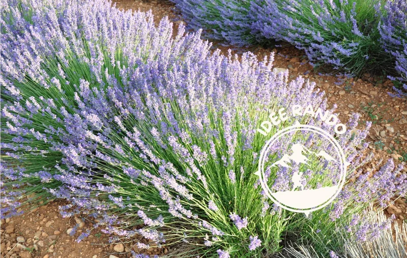 Randonnée Sentier des plantes aromatiques · La Mure-Argens