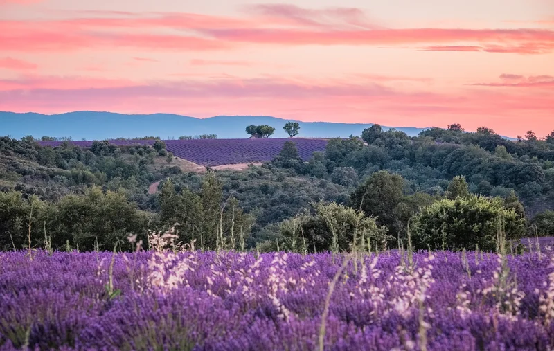 Randonnée Tours du Verdon en 6 jours (GRP® TDV) - Le tour des balcons du Verdon et plateau de Valensole · Gréoux-les-Bains