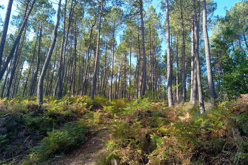 Randonnée Le Circuit des Gueules Noires · La Vernarède