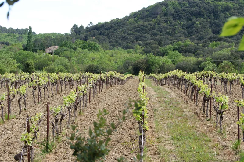 Randonnée Autour du domaine d'Arene · Saint-Christol-lez-Alès