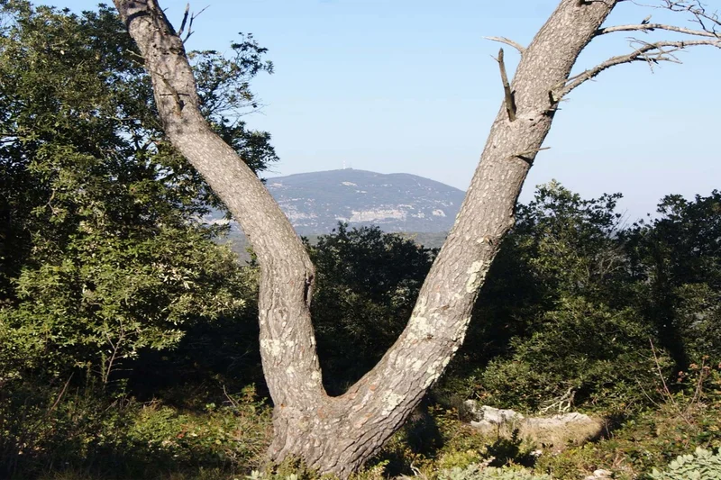 VTT Du Viaduc à la Vieille Cité · Monteils