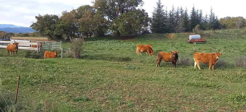 VTT De mas en mas · Celas