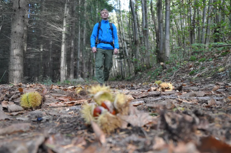 Randonnée Le Bois de Malaurier · Bozas