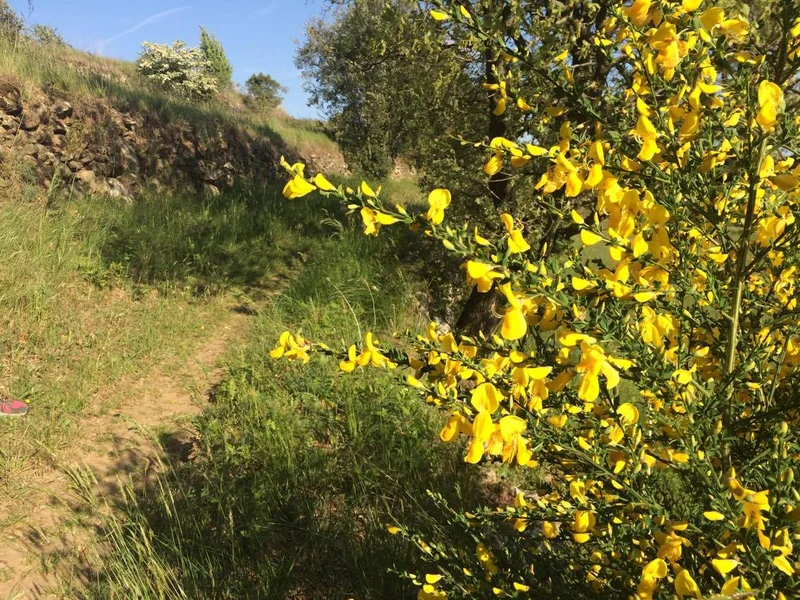 Randonnée Les champs · Mauves