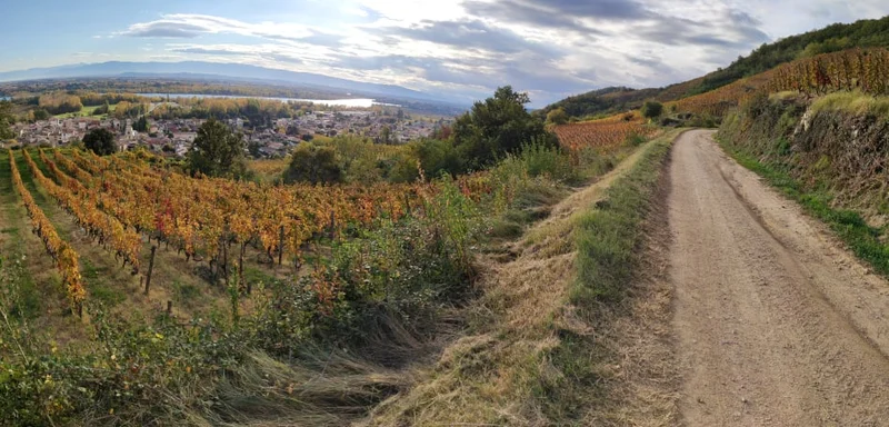 Randonnée Piste de Rôle - marche nordique · Mauves