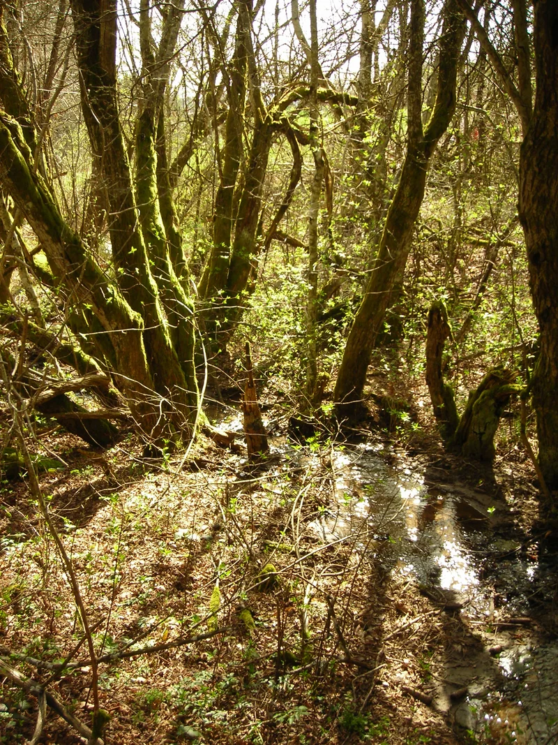 Randonnée Aux sources du Viaur · Vézins-de-Lévézou