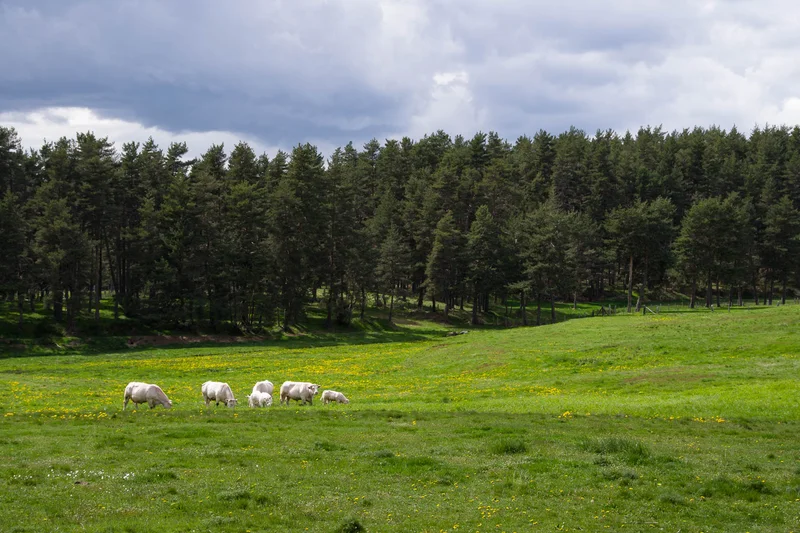Randonnée Le Vallon de Sarroul - Parcours n°3 · Saint-Chély-d'Apcher