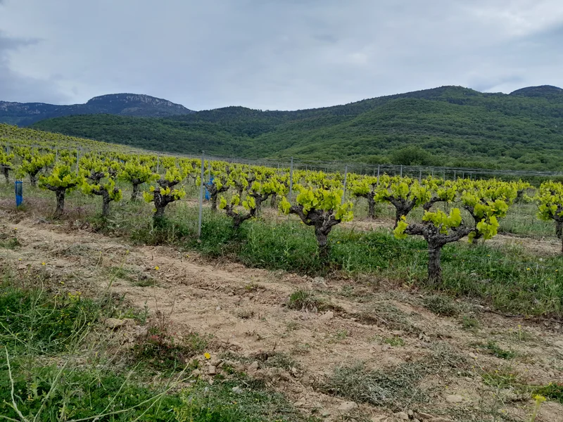 Randonnée Des bois de Homs et de Latude · Saint-Jean-de-la-Blaquière
