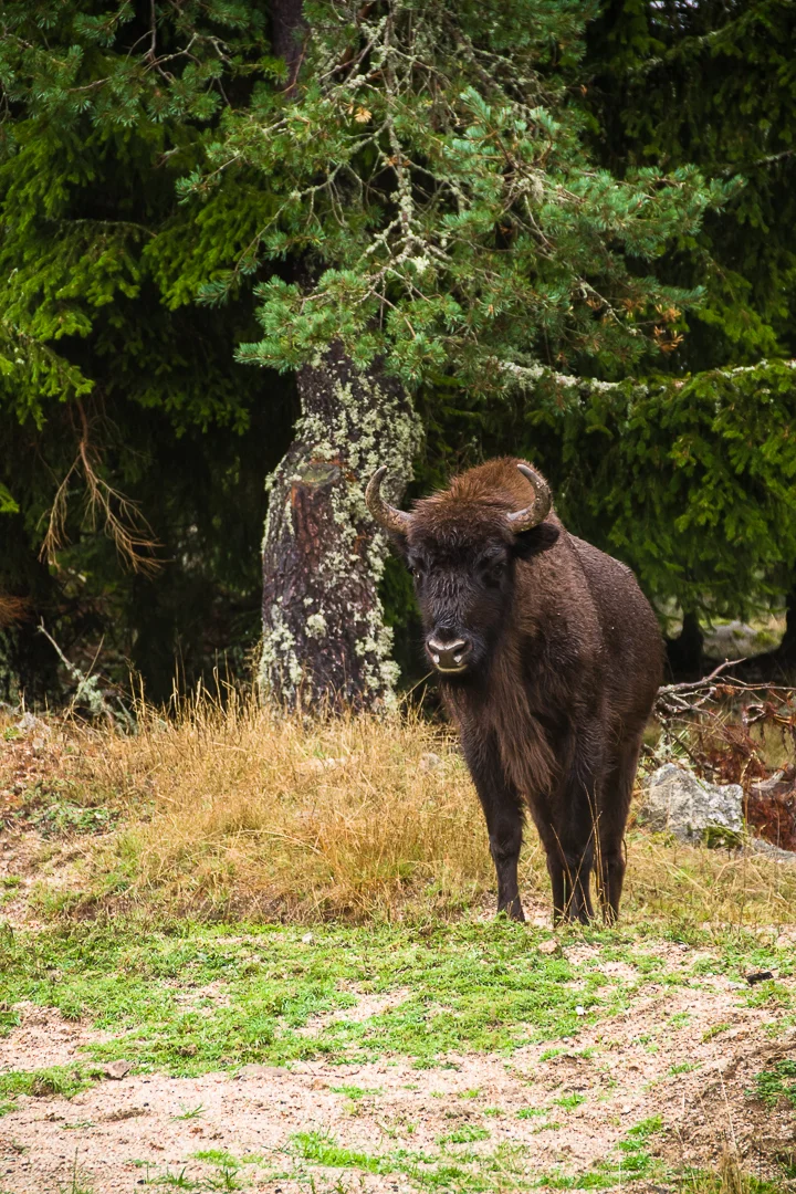 VTT Les Bisons d'Europe - VTT n°25 · Sainte-Eulalie