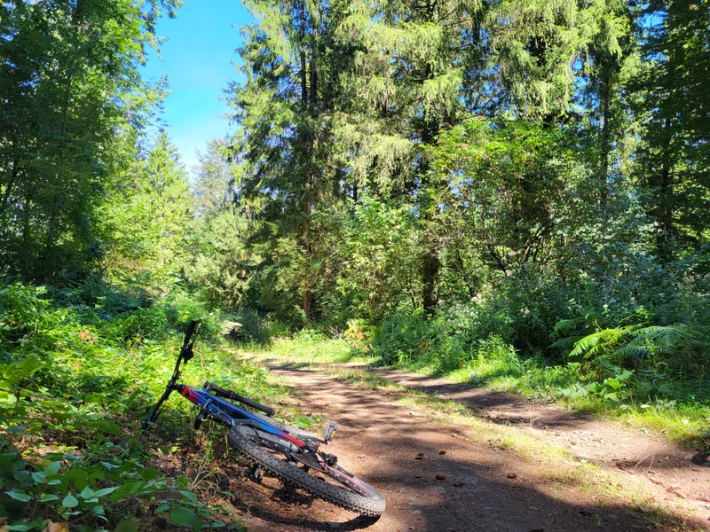 VTT VTT N°78 - Circuit forêt de l'Escandorgue · Les Rives