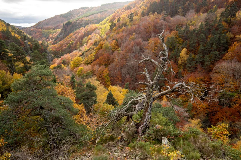 Vélo de route Le Challenge du Gévaudan · Marvejols