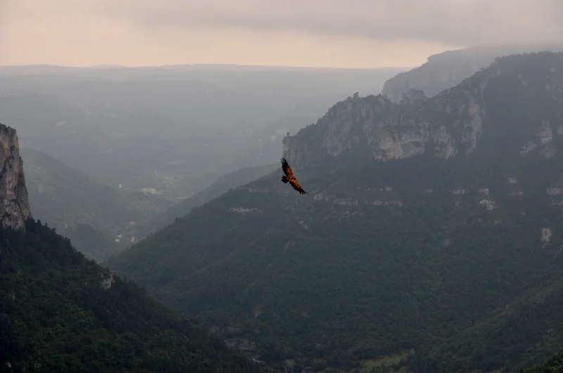 Trail Trail N°07 - La Cresse / Le Causse de Sauveterre · La Cresse