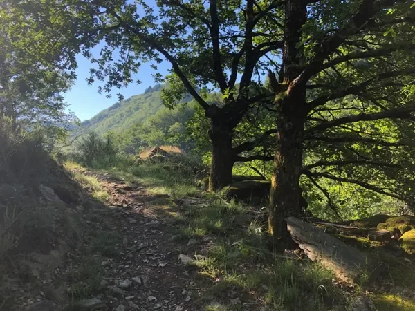 Trail Parcours Terra Trail n°10 Grand-Vabre · Conques-en-Rouergue