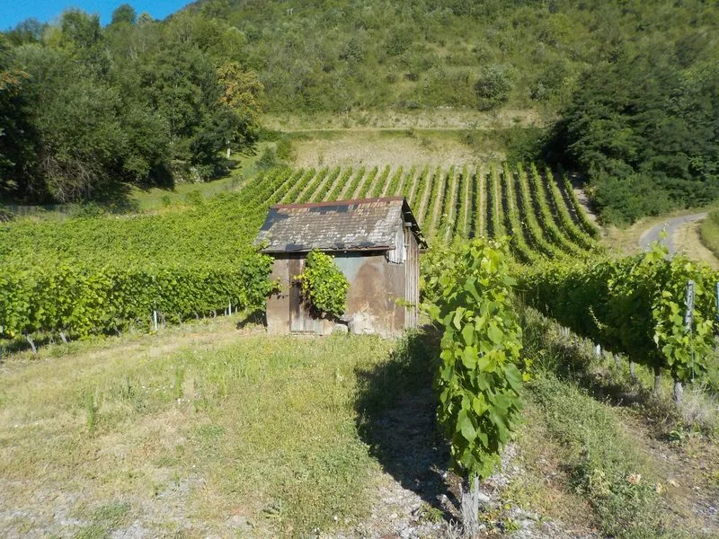 Randonnée La promenade des vignerons baujus · Saint-Jean-de-la-Porte