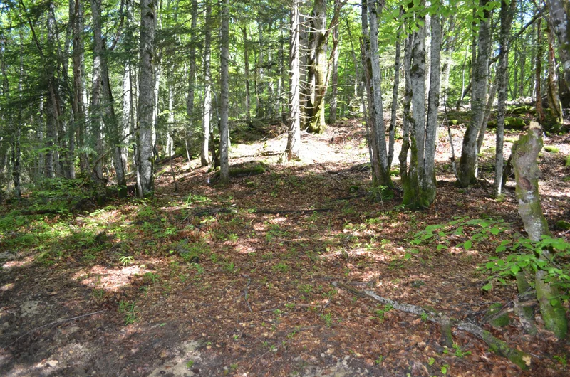 Randonnée Sentier de la Gornaz · Les Déserts