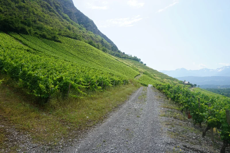 Randonnée Une année de vigneron · Chignin