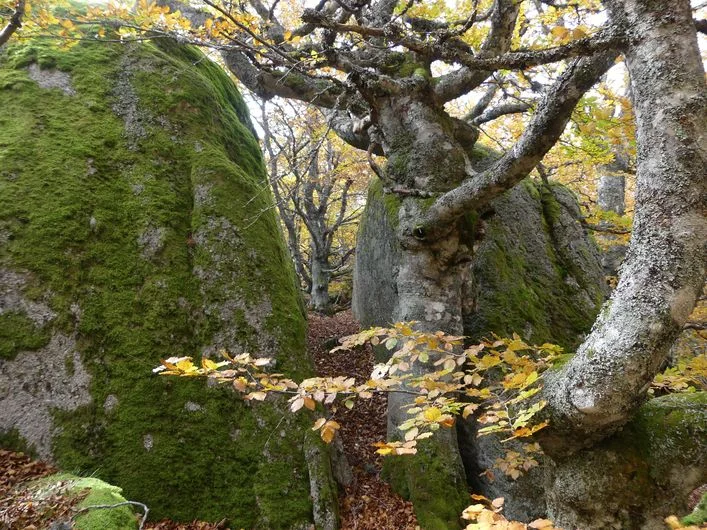 Randonnée A la découverte de la forêt magique · Vialas