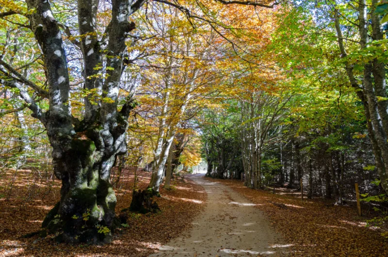 VTT Bois de la Méjarié - VTT n°8 · Vialas