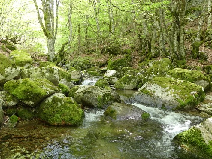 Randonnée La forêt de l'Aigoual · Massevaques