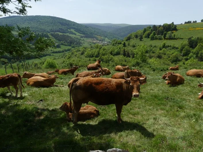 Randonnée Mazel, station Mt Lozère · Mont Lozère et Goulet