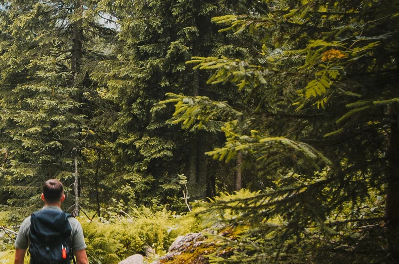 Randonnée Forêt du Roujanel · Prévenchères
