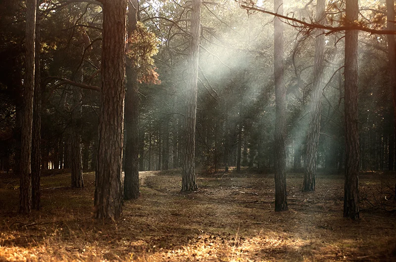 Randonnée Bois de Pelloufet · Cubiérettes