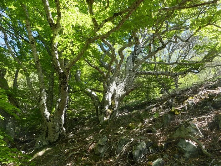 Randonnée Cascades d'Orgon, variante courte · Val-d'Aigoual