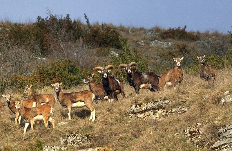 Randonnée Sur les traces du mouflon · Val-d'Aigoual
