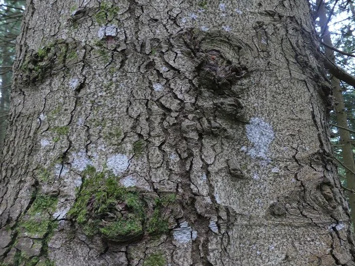 Randonnée Arborétum de La Foux · Lanuéjols