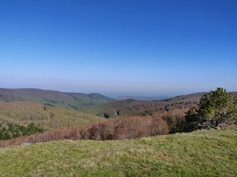 Trail Tour de la sapinière (Trail) · Meyrueis