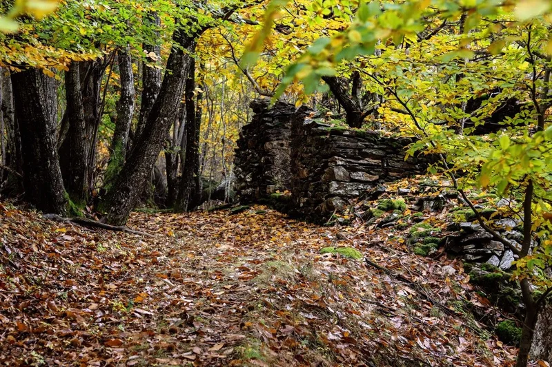 Trail De Barre à la rivière de la Mimente - Trail n°13 · Barre-des-Cévennes