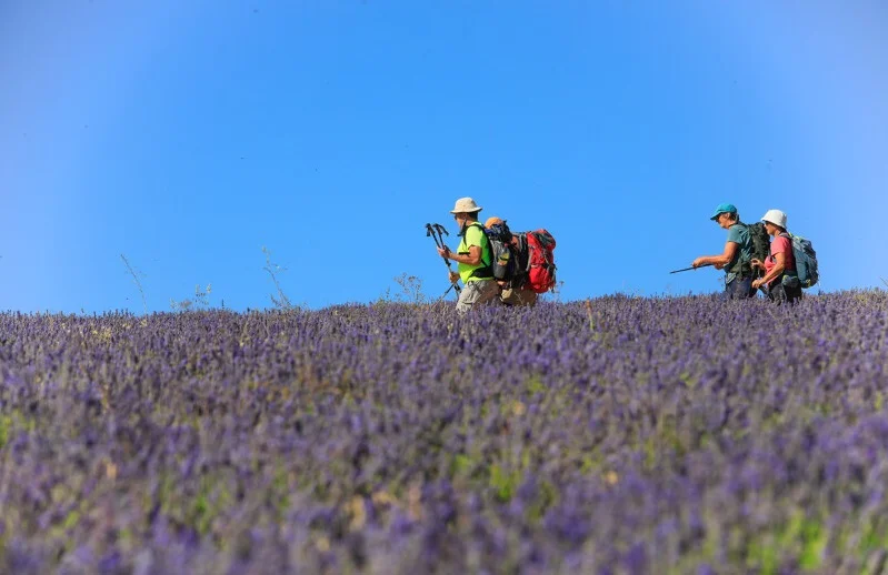 Randonnée AUREL - Terre de lavande · Aurel