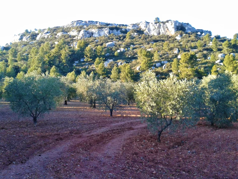 Randonnée MAUSSANE-LES-ALPILLES - Vers les Baux-de-Provence · Maussane-les-Alpilles