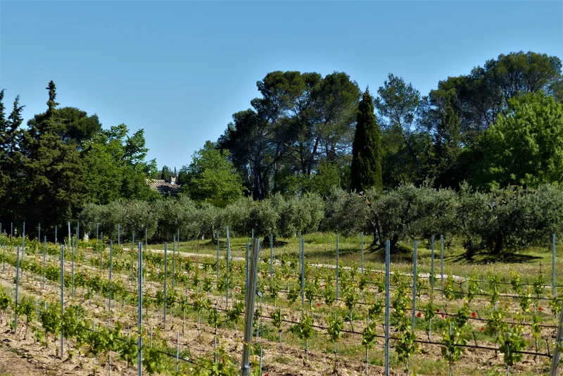 Randonnée SAINT-RÉMY-DE-PROVENCE - La grosse Galine · Saint-Rémy-de-Provence