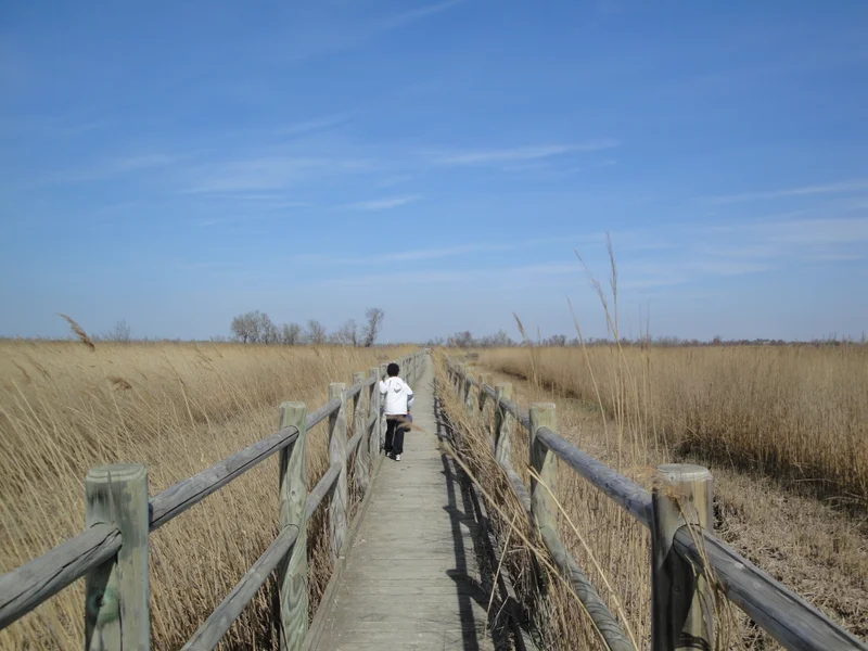 Randonnée ARLES - Sur le sentier du Pont de Rousty · Arles