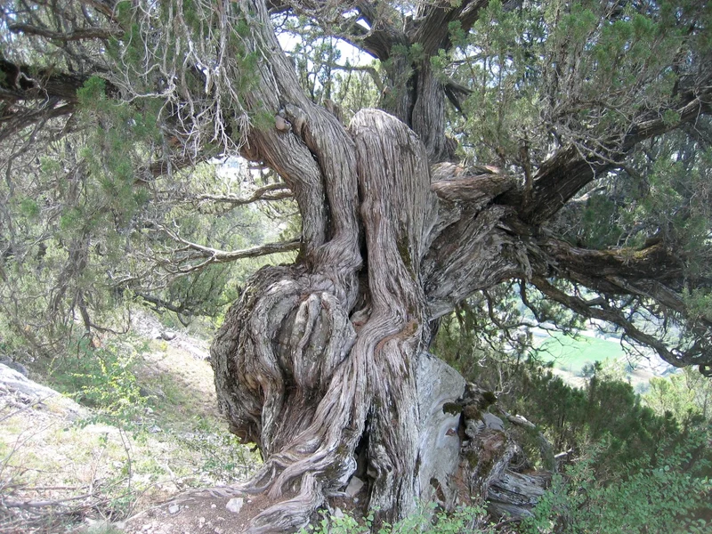 Randonnée SAINT-CREPIN - Sentier des genévriers thurifères · Saint-Crépin