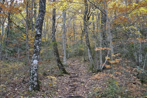 Randonnée PLAN D'AUPS SAINTE-BAUME - Le sentier Merveilleux · Plan-d'Aups-Sainte-Baume