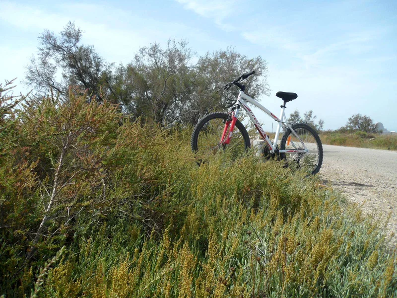 Vélo de route SAINTS-MARIES-DE-LA-MER - À vélo, du bac du Sauvage à Cacharel · Saintes-Maries-de-la-Mer