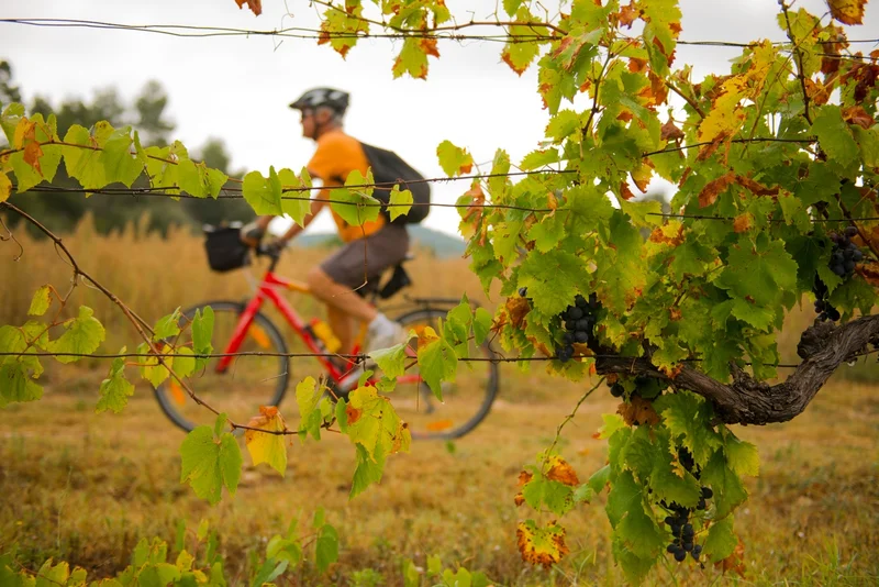 Vélo de route LA TOUR D'AIGUES - À vélo, la vigne au gré des saisons · La Tour-d'Aigues