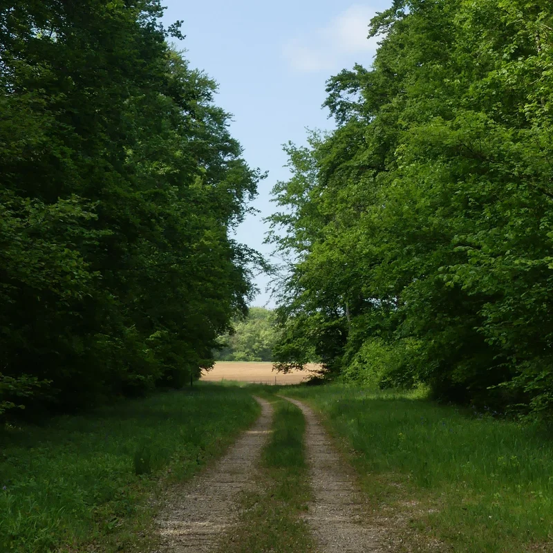 Randonnée Le signal de Saint-Loup · Saint-Loup-sur-Aujon