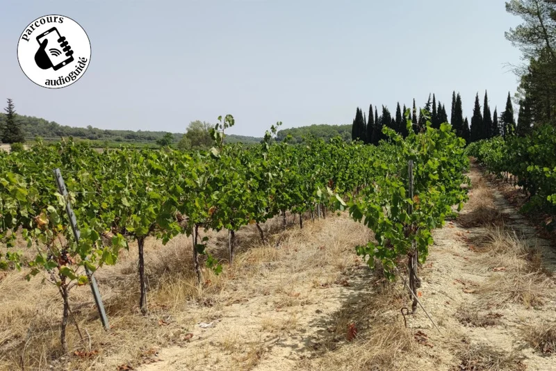 Randonnée Balade sur le terroir de l’AOP Languedoc-Sommières · Aujargues