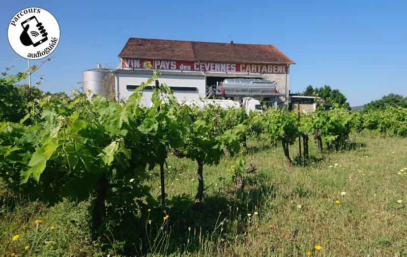 Randonnée Balade sur le terroir IGP Cévennes · Massillargues-Attuech