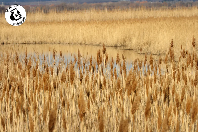 Randonnée Randonnée D’un canal à l’autre en AOC Costières · Vauvert