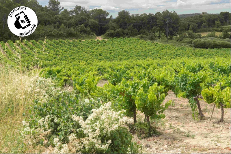 Randonnée Randonnée Entre vignobles et collines · Bourdic
