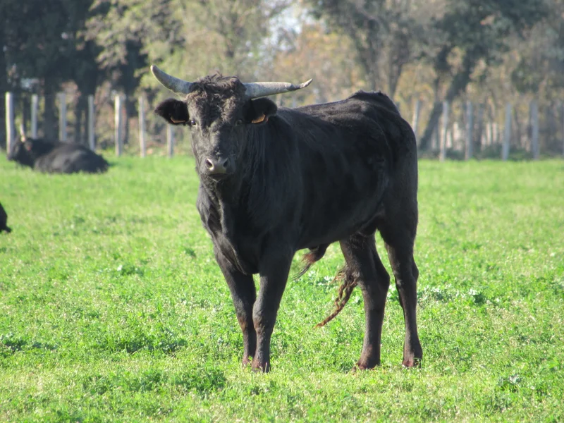 Randonnée Balade Le culte du taureau · Le Cailar